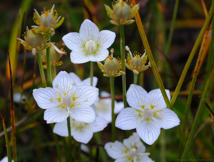 Parnassia palustris / Parnassia